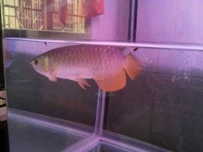 金龍魚怎樣養(yǎng)爬背會(huì)：金龍魚怎樣飼養(yǎng)爬背會(huì)