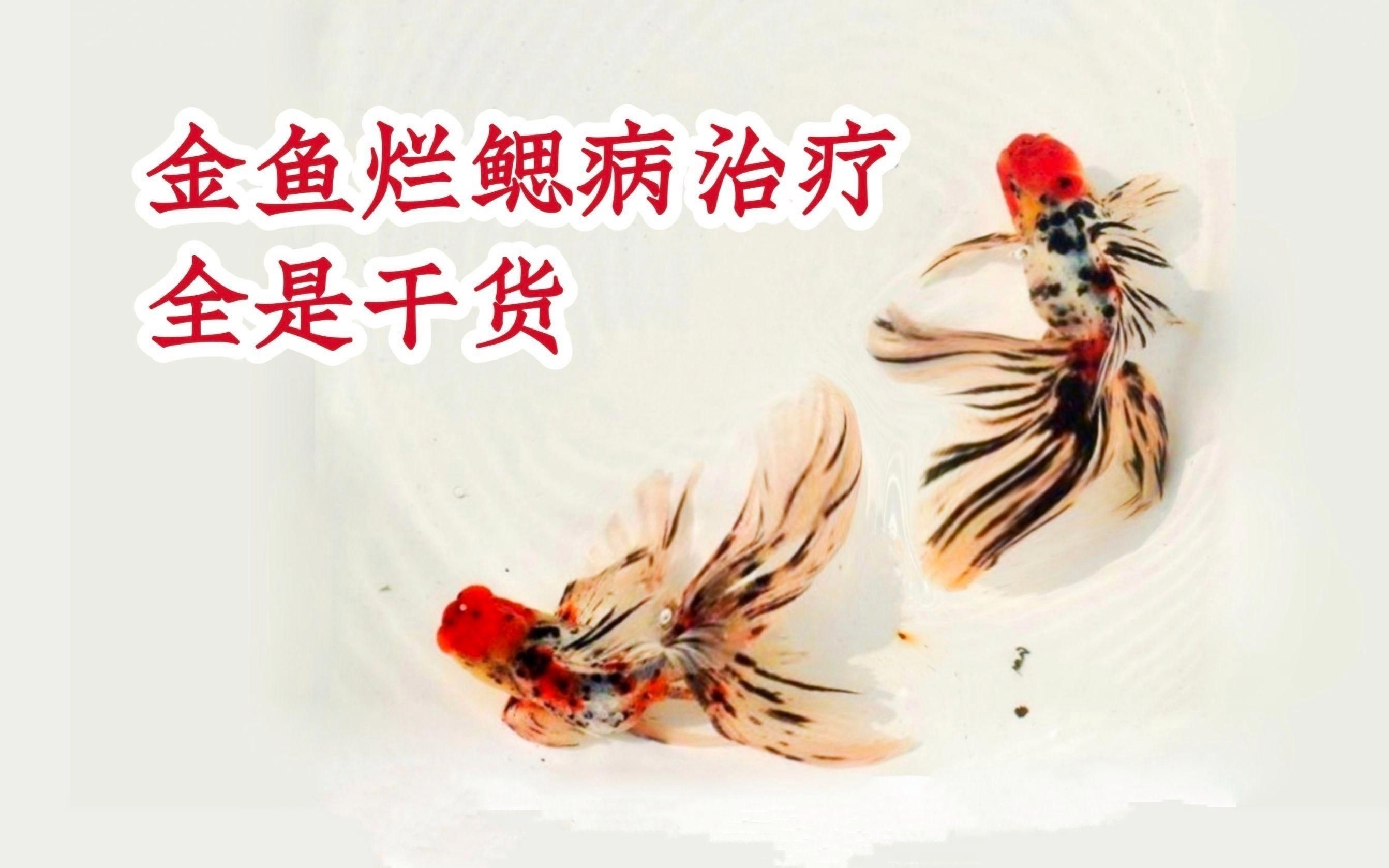 如何判斷魚是哪種類型的爛鰓病？