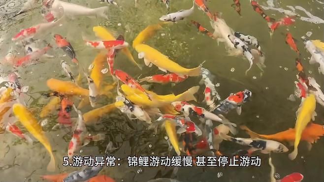 如何判斷魚是哪種類型的爛鰓病？