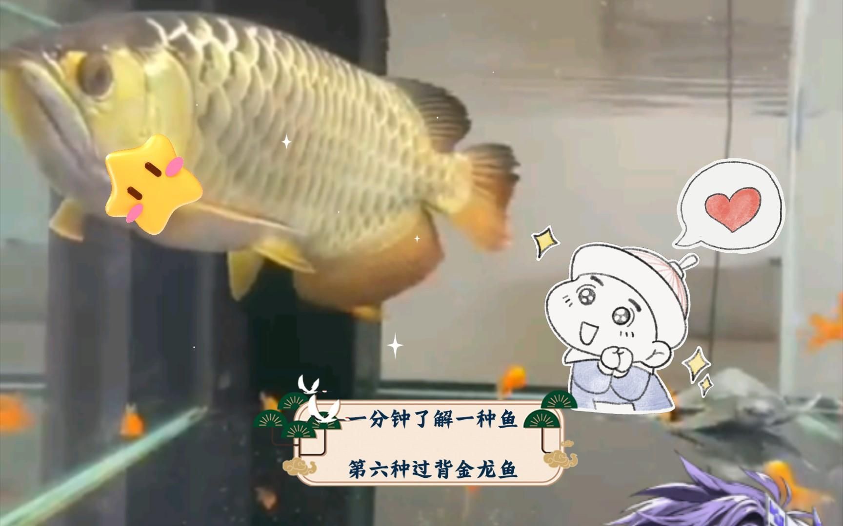 過背金龍魚成年后能長多大？ 過背金龍魚成年后能長多大？ 龍魚百科 第2張
