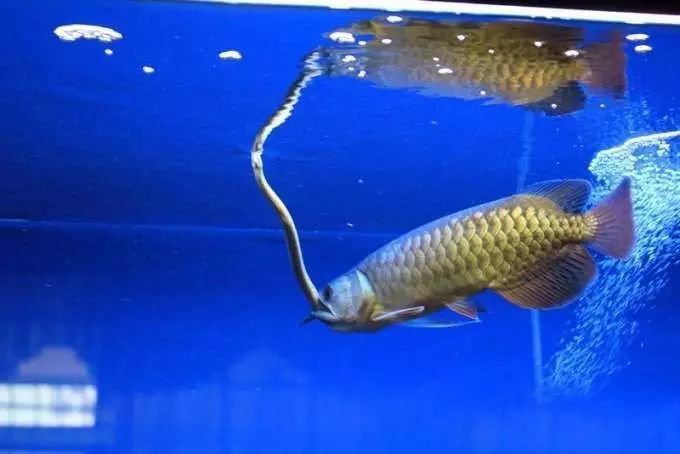 龍魚沉缸底：龍魚沉缸底可能有多種原因