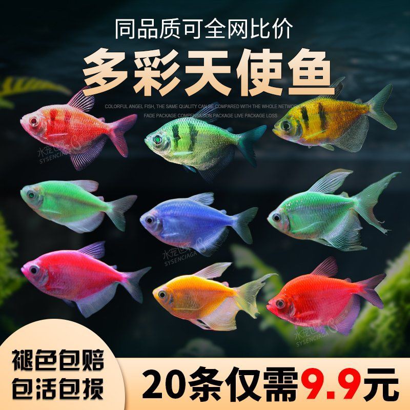 綠老虎天使魚 綠老虎天使魚 龍魚百科 第4張