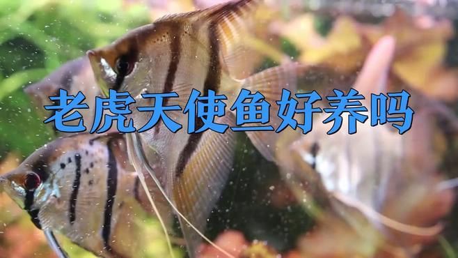 綠老虎天使魚 綠老虎天使魚 龍魚百科 第1張