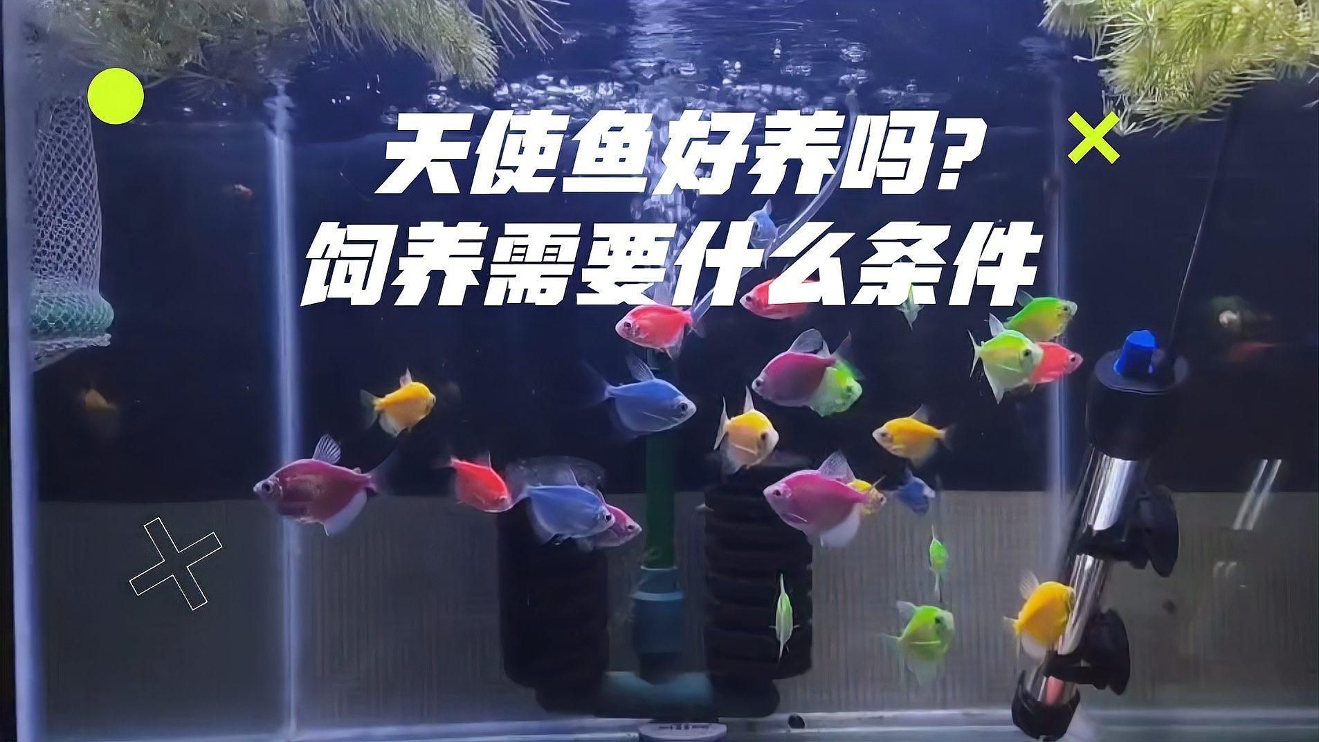 綠老虎天使魚 綠老虎天使魚 龍魚百科 第2張