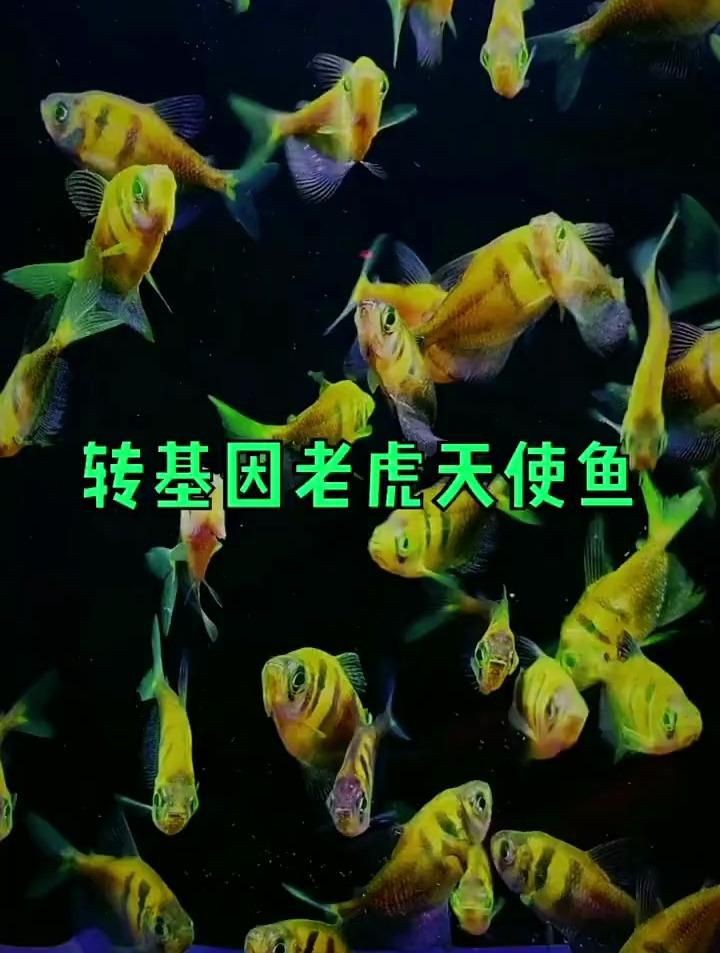 綠老虎天使魚 綠老虎天使魚 龍魚百科 第3張