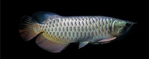 龍魚不吃食的耐受時間（龍魚的饑餓耐受能力受到哪些因素的影響？） 龍魚不吃食的耐受時間（龍魚的饑餓耐受能力受到哪些因素的影響？） 龍魚百科 第4張