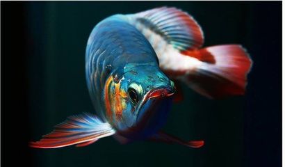 龍魚不吃食的耐受時間（龍魚的饑餓耐受能力受到哪些因素的影響？） 龍魚不吃食的耐受時間（龍魚的饑餓耐受能力受到哪些因素的影響？） 龍魚百科 第5張