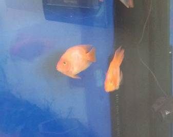 頂級(jí)龍魚批發(fā)市場(chǎng)在哪里（北京龍魚批發(fā)市場(chǎng)在哪里）