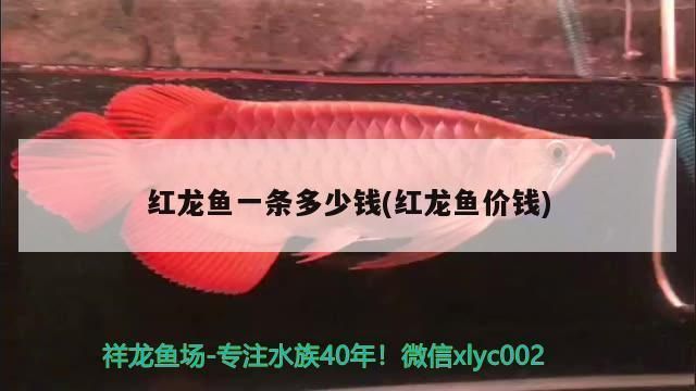 紅龍魚批發(fā)市場(chǎng)在哪里啊多少錢（天津紅龍魚市場(chǎng)價(jià)格走勢(shì)）