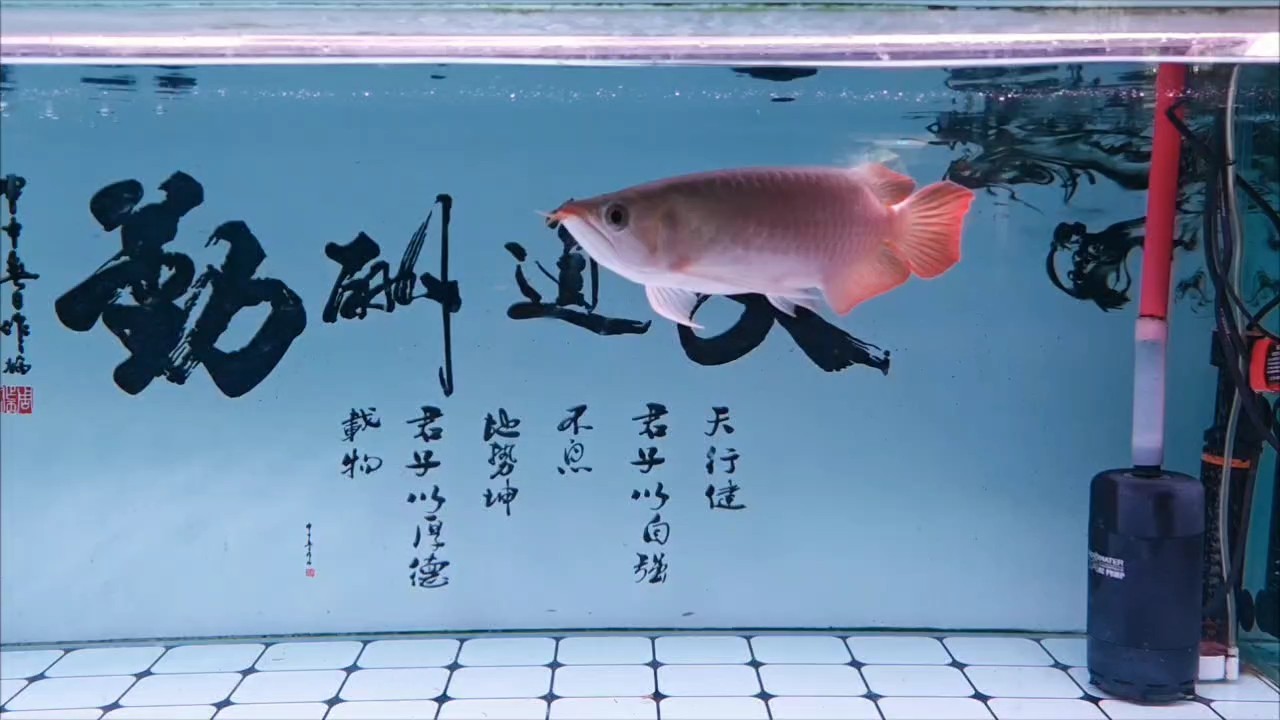 到家20天了，還是有點怕生，就吃飯時積極