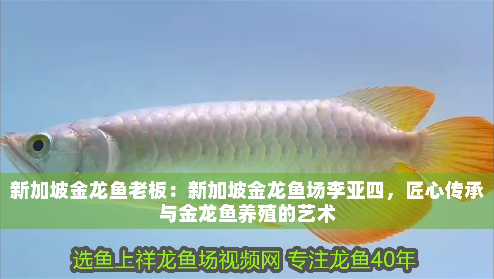 新加坡金龍魚老板：新加坡金龍魚場李亞四，匠心傳承與金龍魚養殖的藝術 新加坡金龍魚老板：新加坡金龍魚場李亞四，匠心傳承與金龍魚養殖的藝術 龍魚百科 第1張