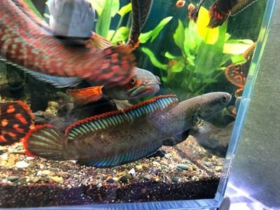 奶茶雷龍魚怎么配對好看：奶茶雷龍魚的配對技術