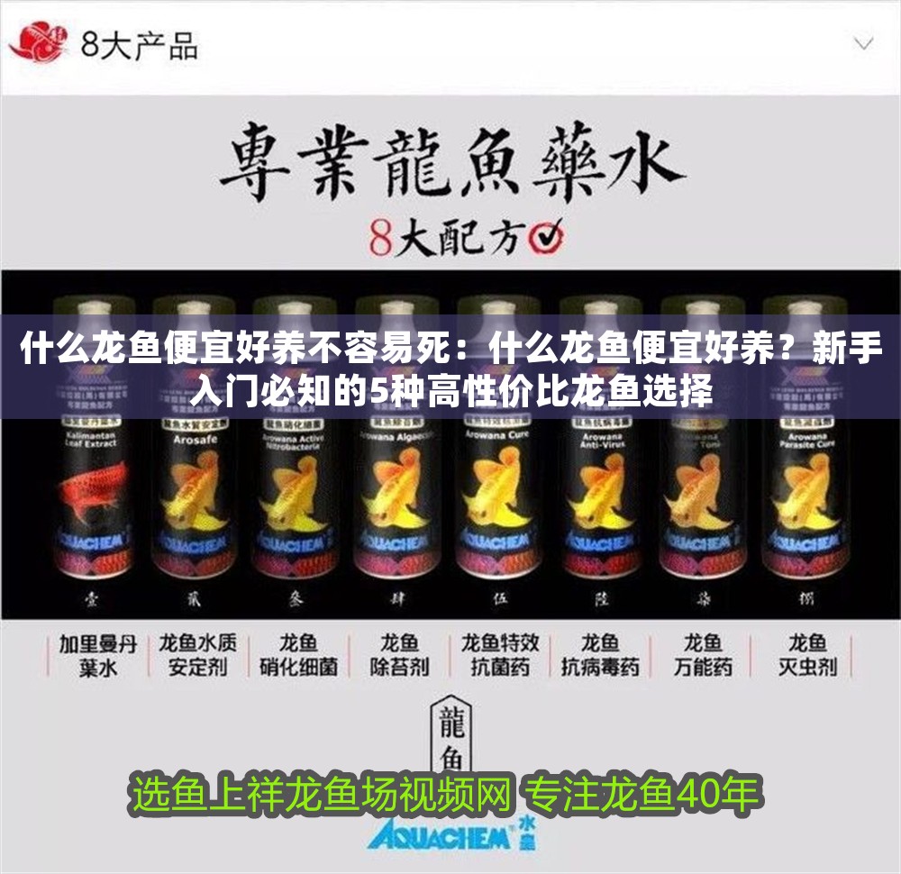 什么龙鱼便宜好养不容易死：什么龙鱼便宜好养？新手入门必知的5种高性价比龙鱼选择