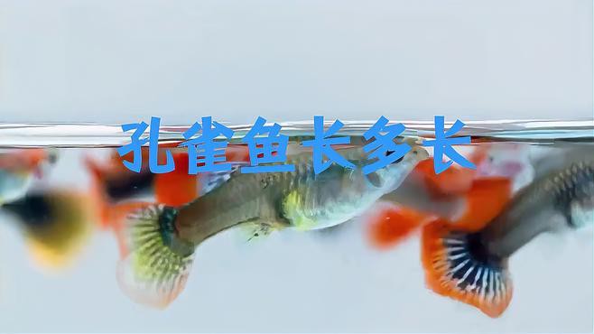 人工飼養(yǎng)條件下紅龍孔雀魚能長多大？