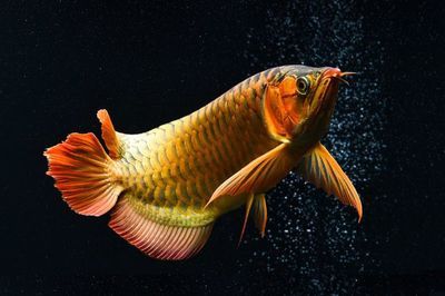 龍魚扭動身體：龍魚扭動身體可能有多種原因