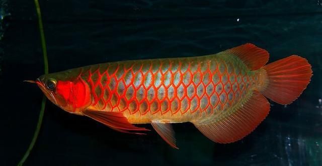 龍魚扭動身體：龍魚扭動身體可能有多種原因