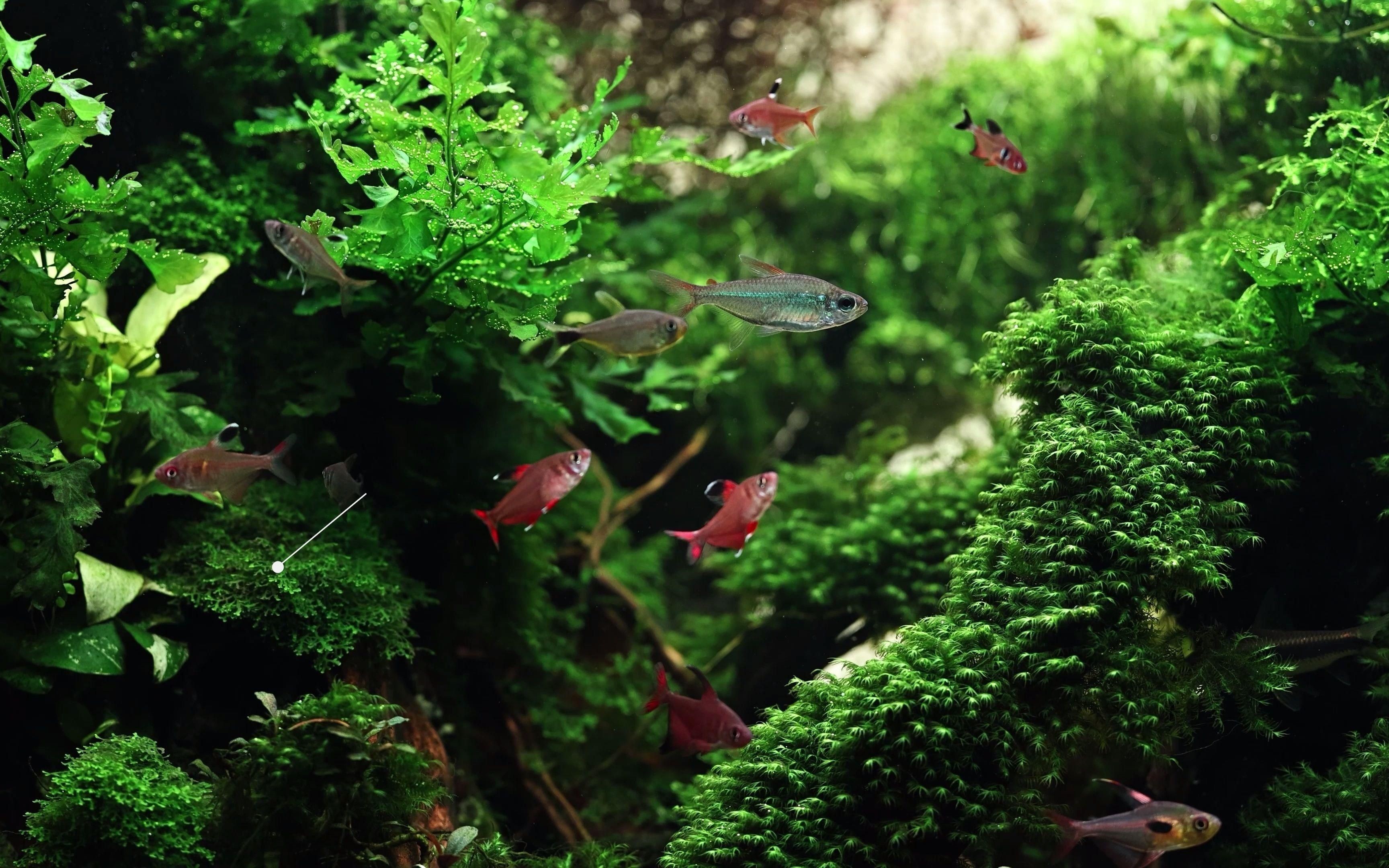 60升魚缸適合養什么魚？