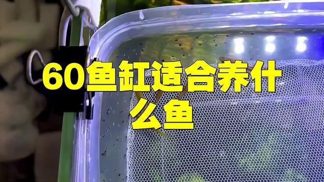 60升魚缸適合養什么魚？
