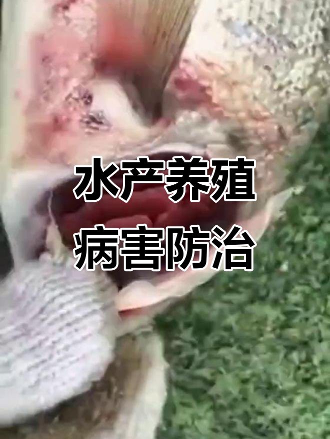 六角龍魚鰓爛病會傳染嗎？
