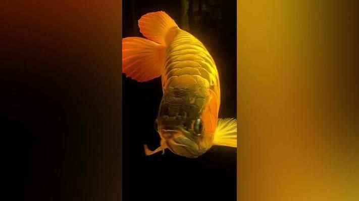 價值百萬的金龍魚(日本富商5百萬買下一條純種血紅龍魚,美容費用高達數萬) 龍魚百科 第2張 價值百萬的金龍魚(日本富商5百萬買下一條純種血紅龍魚,美容費用高達數萬) 價值百萬的金龍魚(日本富商5百萬買下一條純種血紅龍魚,美容費用高達數萬) 龍魚百科 第2張