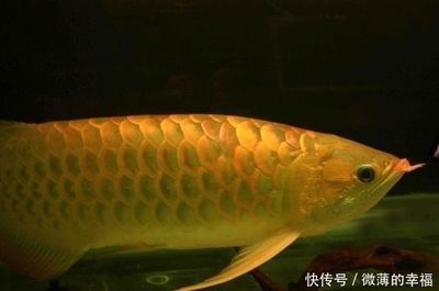 價值百萬的金龍魚(日本富商5百萬買下一條純種血紅龍魚,美容費用高達數萬) 龍魚百科 第3張 價值百萬的金龍魚(日本富商5百萬買下一條純種血紅龍魚,美容費用高達數萬) 價值百萬的金龍魚(日本富商5百萬買下一條純種血紅龍魚,美容費用高達數萬) 龍魚百科 第3張