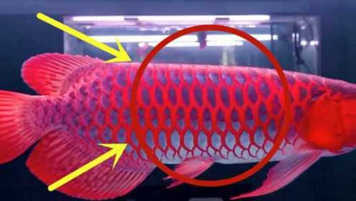 價值百萬的金龍魚(日本富商5百萬買下一條純種血紅龍魚,美容費用高達數萬) 龍魚百科 第4張 價值百萬的金龍魚(日本富商5百萬買下一條純種血紅龍魚,美容費用高達數萬) 價值百萬的金龍魚(日本富商5百萬買下一條純種血紅龍魚,美容費用高達數萬) 龍魚百科 第4張