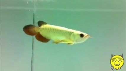 金龍魚產子（金龍魚的繁殖過程） 金龍魚產子（金龍魚的繁殖過程） 龍魚百科 第4張
