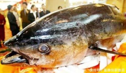 為什么龍魚要做眼手術:龍魚掉眼怎么辦? 龍魚百科 第3張 為什么龍魚要做眼手術:龍魚掉眼怎么辦? 為什么龍魚要做眼手術:龍魚掉眼怎么辦? 龍魚百科 第3張