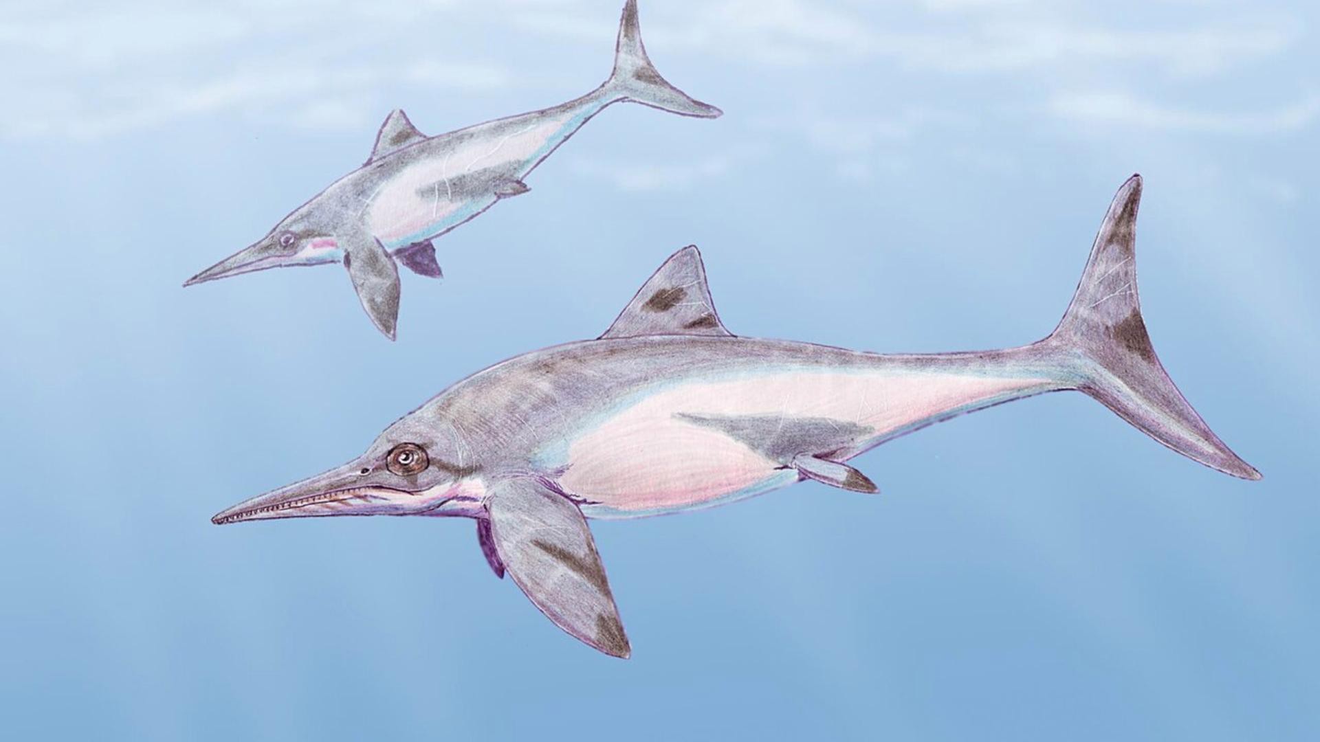 還有哪些著名的魚龍化石未被提及？