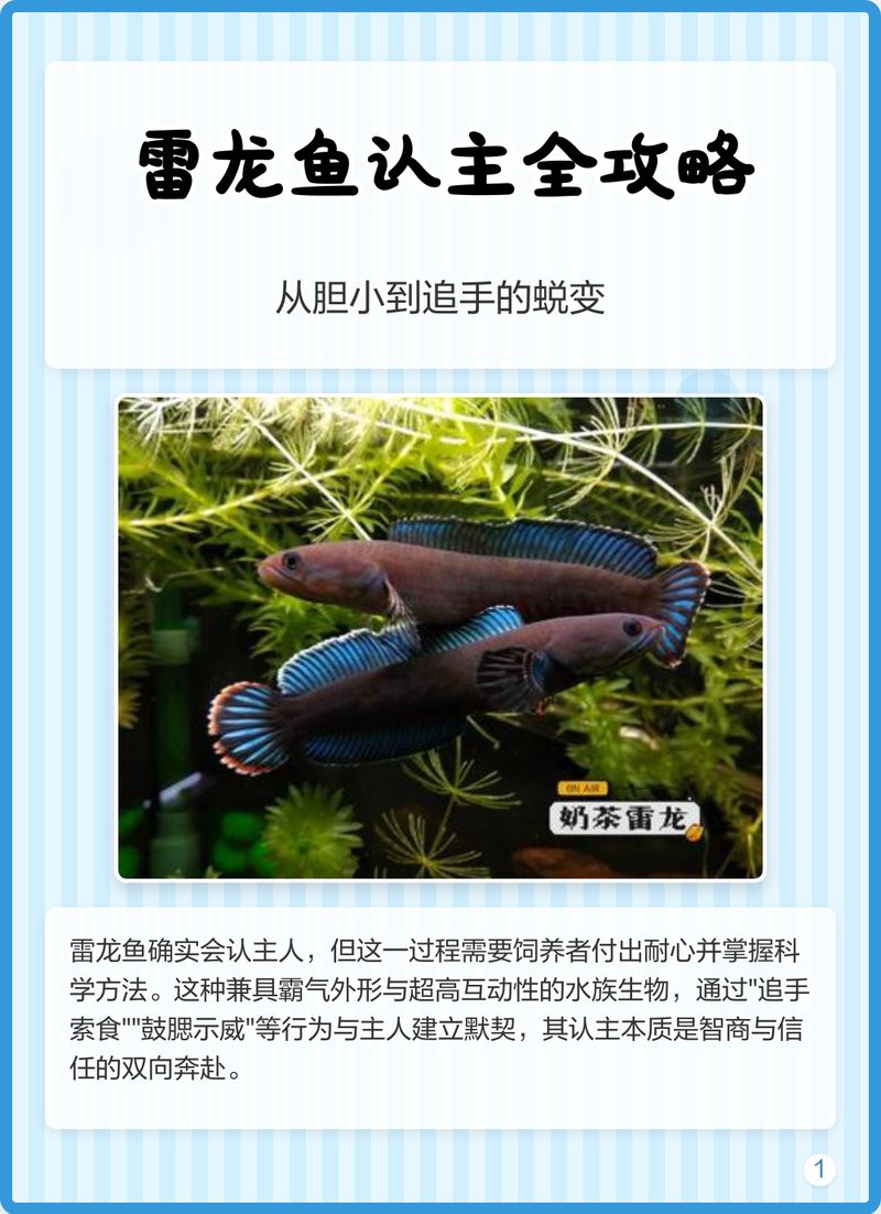 七彩雷龍魚(yú)多大可以配對(duì)成功 七彩雷龍魚(yú)多大可以配對(duì)成功 龍魚(yú)百科 第3張