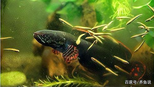 七彩雷龍魚(yú)多大可以配對(duì)成功 七彩雷龍魚(yú)多大可以配對(duì)成功 龍魚(yú)百科 第2張