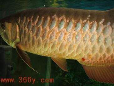 龍魚疾病圖片大全 龍魚疾病圖片大全 龍魚百科 第18張