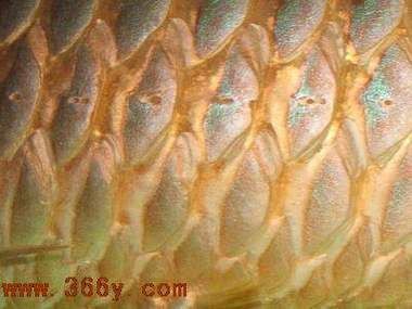 龍魚疾病圖片大全 龍魚疾病圖片大全 龍魚百科 第16張