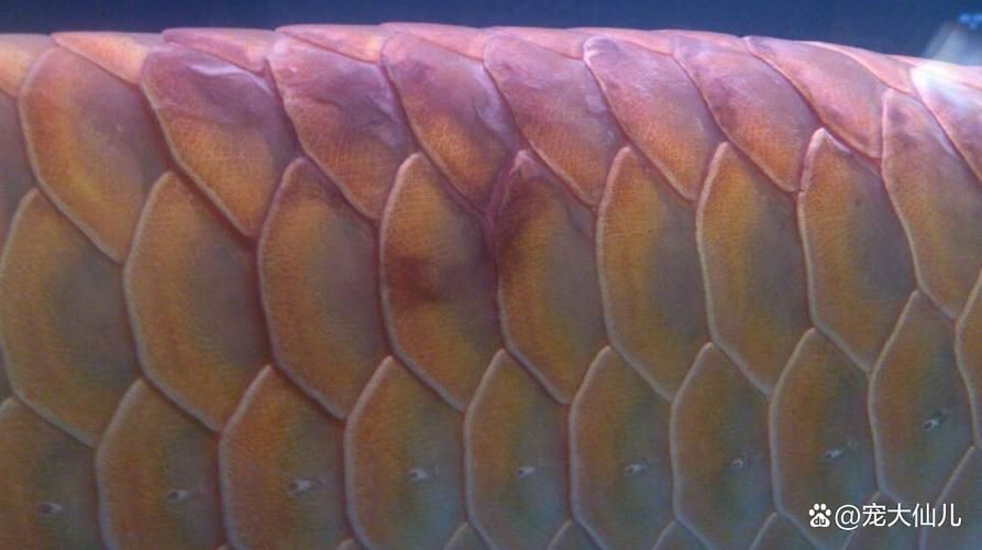 龍魚疾病圖片大全 龍魚疾病圖片大全 龍魚百科 第5張