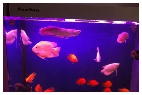 20厘米銀龍魚多大的缸（20公分的銀龍魚需要多大的缸子才能養(yǎng)好銀龍魚）