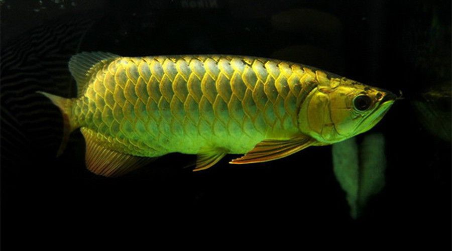 龍魚疾病表現有哪些癥狀呢圖片：觀賞魚水質管理技巧：龍魚疾病表現多樣，觀賞魚水質管理技巧