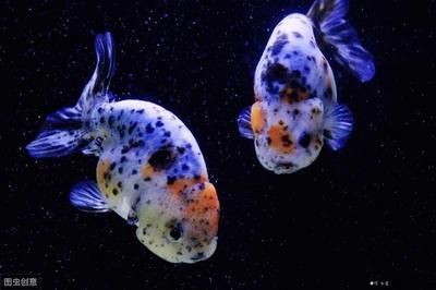 龍魚自己跳出魚缸死了有什么預兆嘛：如何預防龍魚跳缸