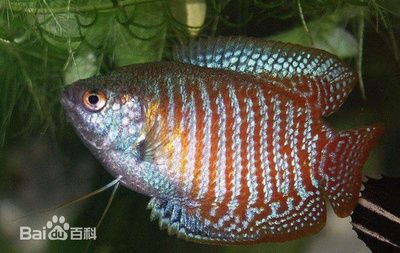 龍魚頭上黑點是什么原因：龍魚頭部出現黑點是什么原因