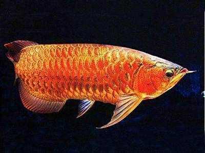 金龍魚不吃東西會餓死嗎為什么：金龍魚不吃東西會導致餓死嗎