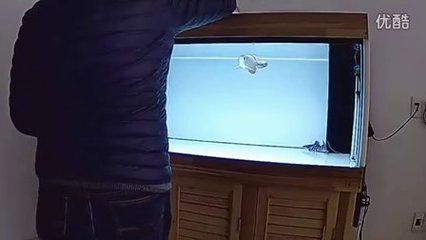 龍魚喂完食趴缸怎么治療：龍魚喂完食后趴缸可能是由于多種原因引起的 龍魚喂完食趴缸怎么治療：龍魚喂完食后趴缸可能是由于多種原因引起的 龍魚百科 第2張