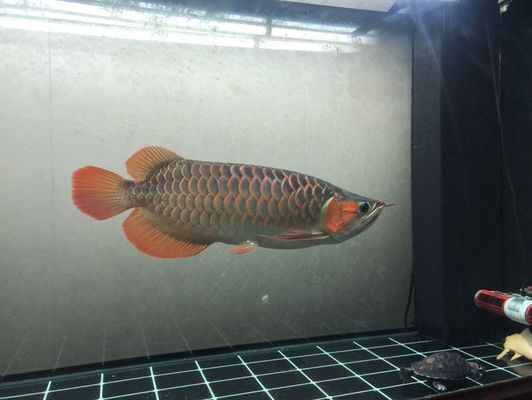 怎樣防治預防龍魚寄生蟲病：如何防治龍魚寄生蟲病