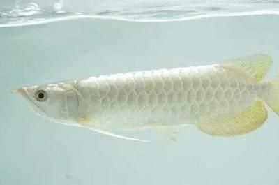 白金龍魚多少錢：白金龍魚的飲食習慣 白金龍魚多少錢：白金龍魚的飲食習慣 龍魚百科 第1張