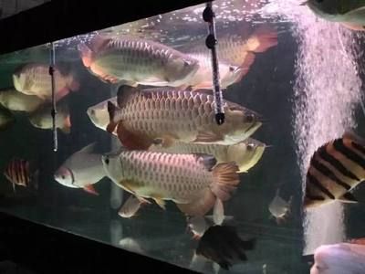 養龍魚的技術知識視頻：關于養龍魚的技術知識視頻 養龍魚的技術知識視頻：關于養龍魚的技術知識視頻 龍魚百科 第3張