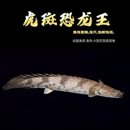 虎斑恐龍魚飼養技巧圖解教程圖片