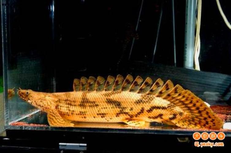 虎斑恐龍魚飼養技巧圖解教程圖片
