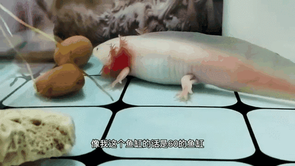 虎斑恐龍魚飼養技巧圖解教程圖片