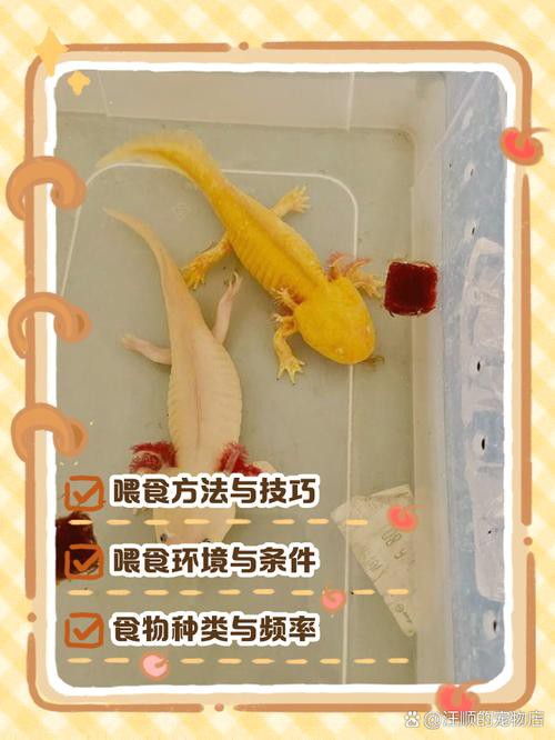虎斑恐龍魚飼養技巧圖解教程圖片