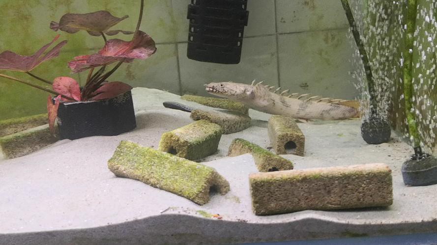 虎斑恐龍魚飼養技巧圖解教程圖片