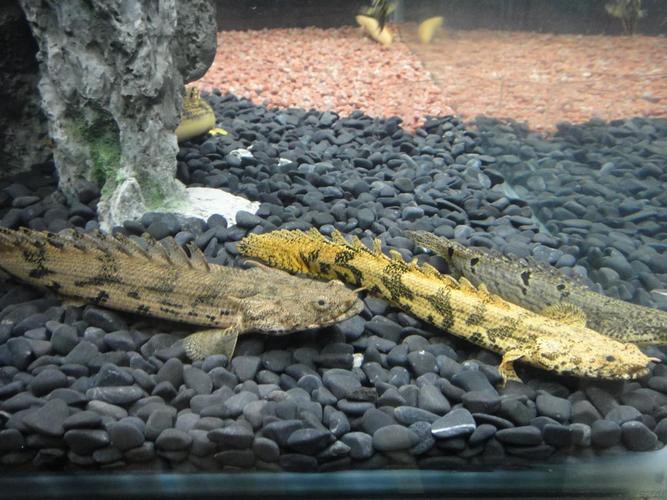 虎斑恐龍魚飼養技巧圖解教程圖片