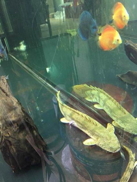 虎斑恐龍魚飼養技巧圖解教程圖片